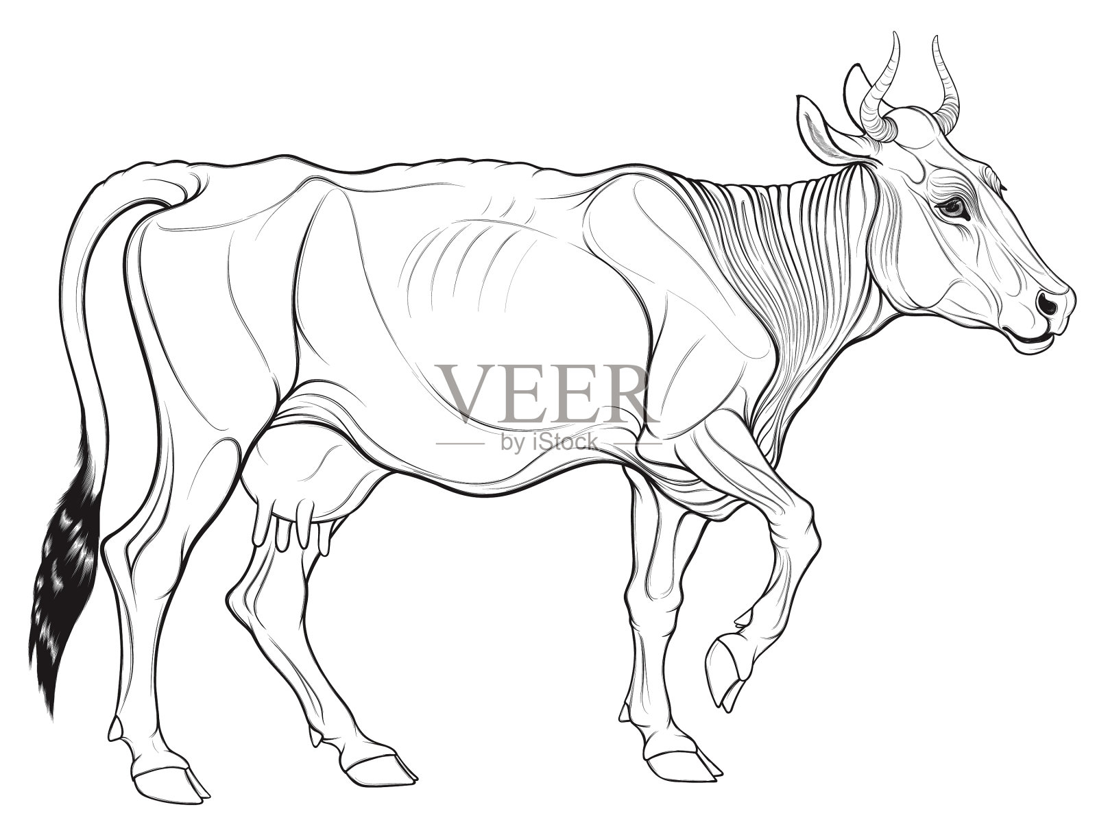 有角的行走母牛插画图片素材