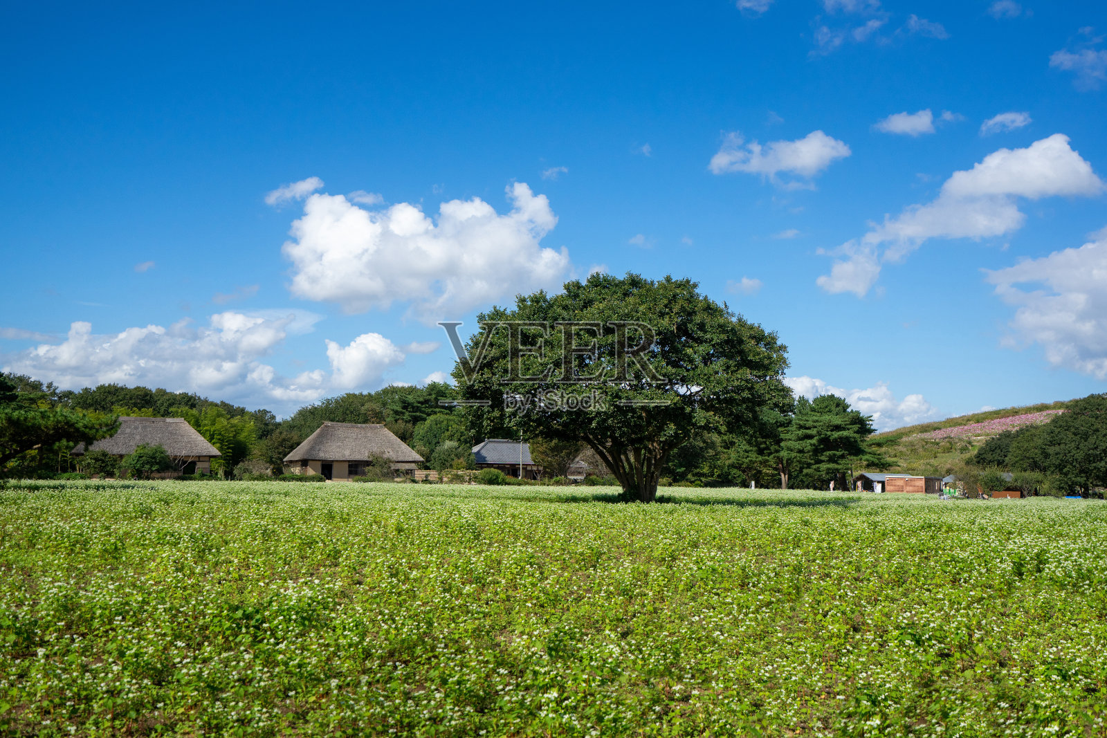 荞麦田在稻田之上照片摄影图片