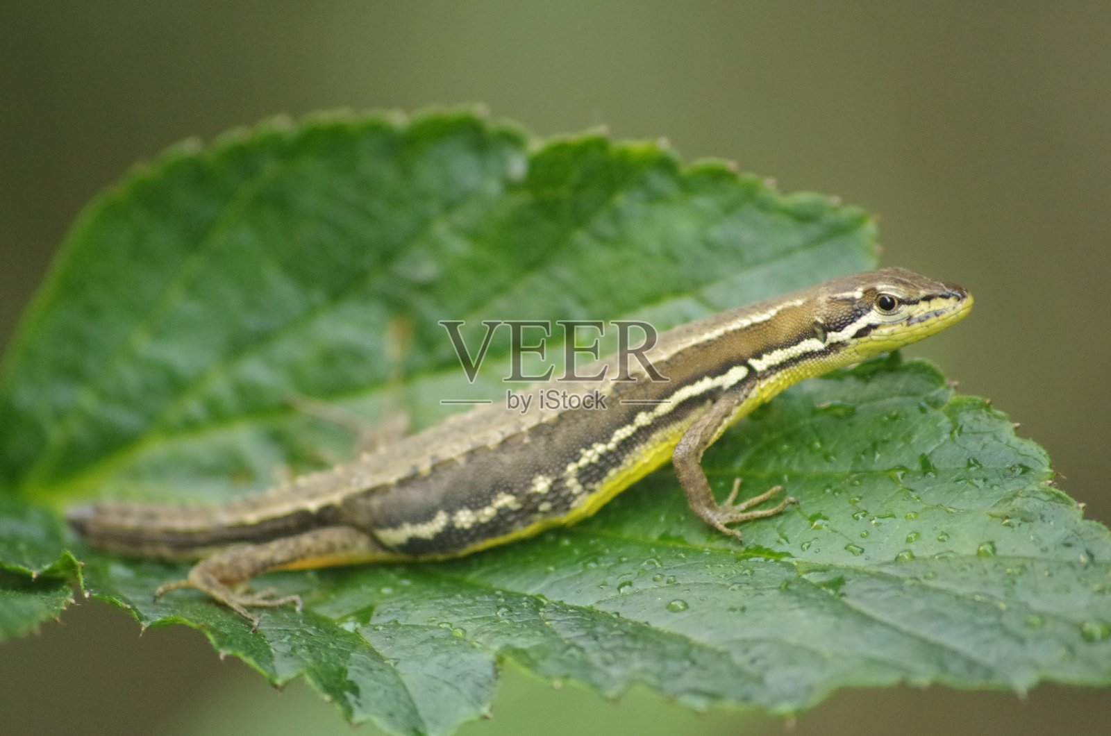 日本草蜥照片摄影图片