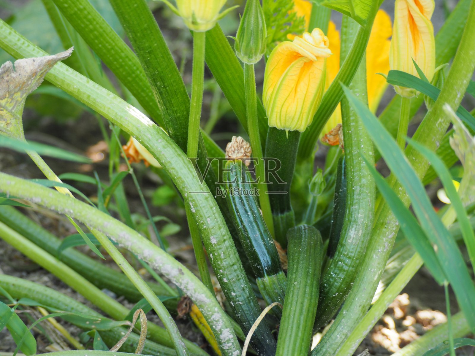 夏菜地中的西葫芦植株照片摄影图片