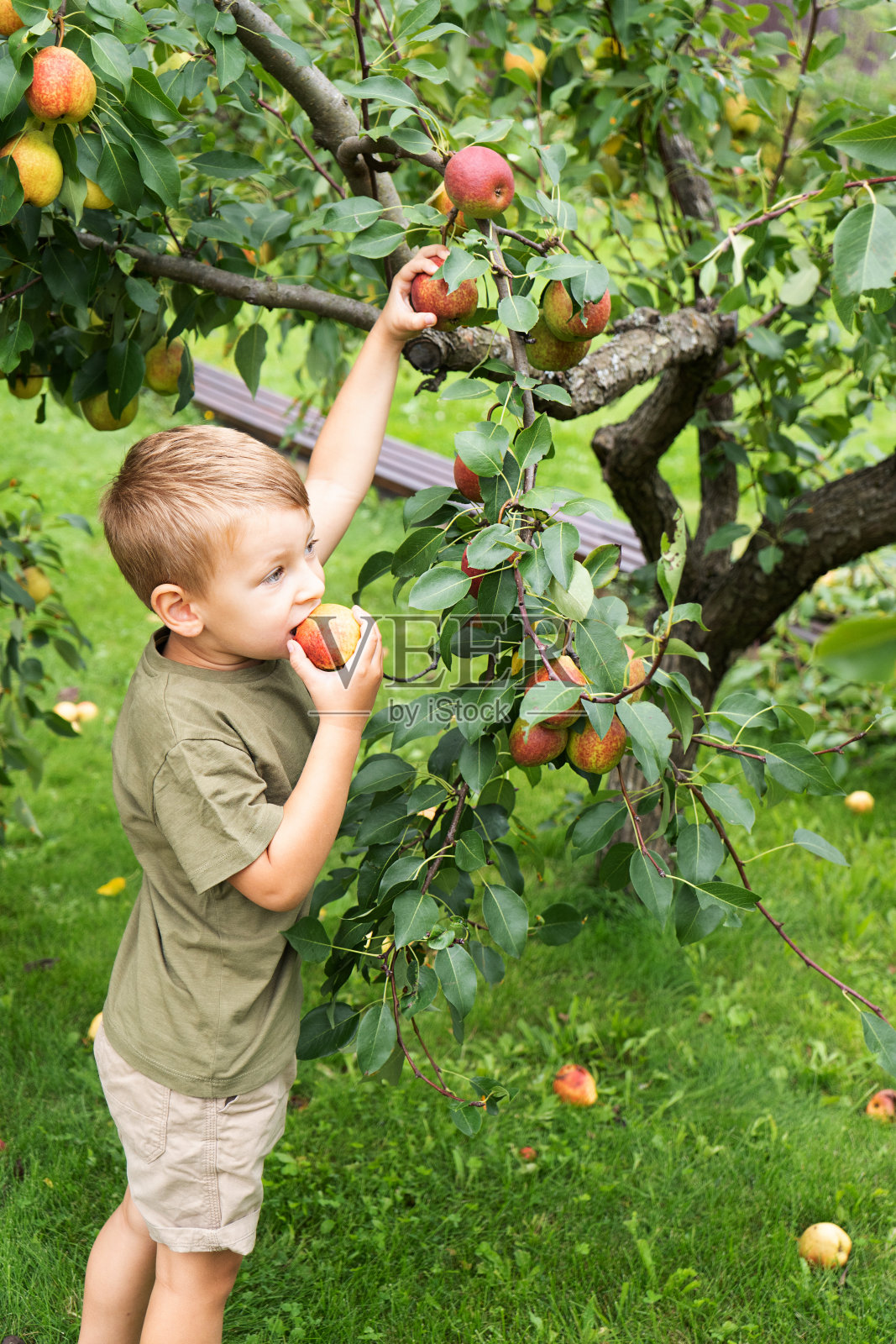 金发小男孩在花园里摘梨。秋收果实照片摄影图片