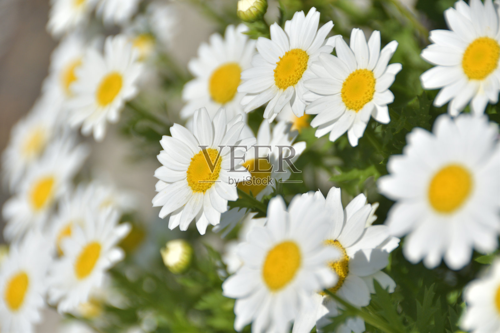 北极遍地开花的风景照片摄影图片