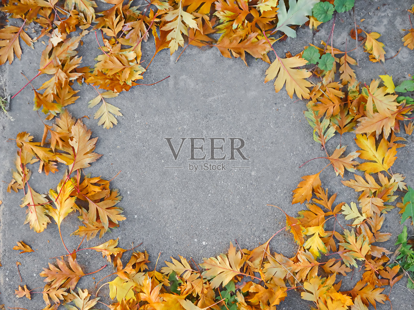 黄秋的山楂叶铺在沥青上，复制空间，选择性聚焦照片摄影图片