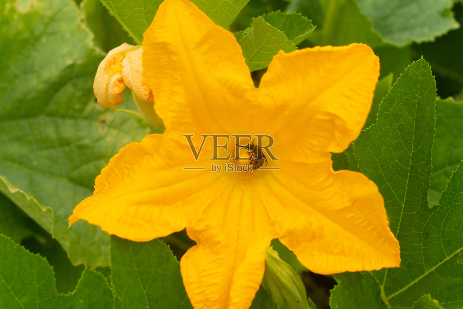 蜜蜂在花园里开花照片摄影图片