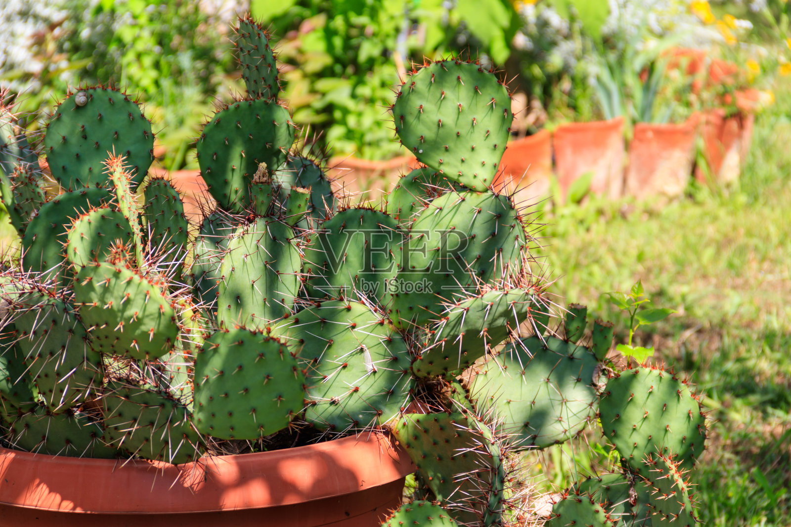 花园中多刺的梨形仙人掌(仙人掌属)照片摄影图片