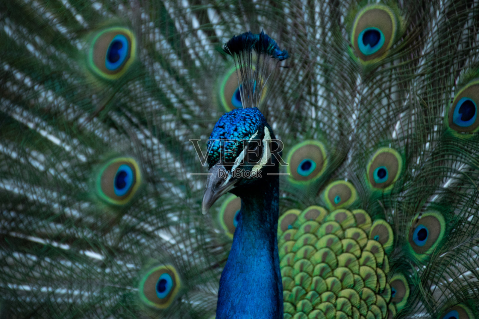 物以类聚照片摄影图片