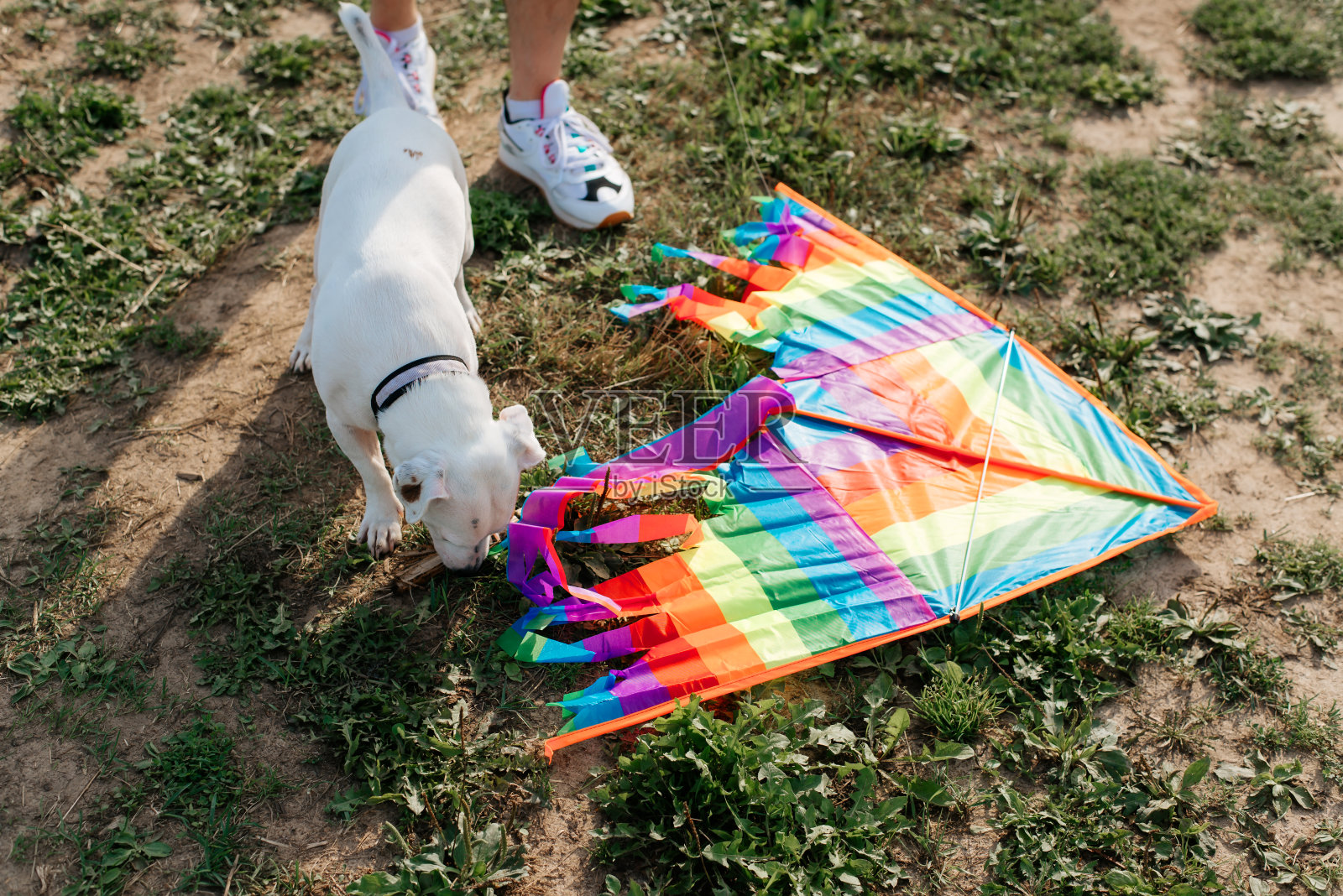 杰克罗素梗嗅彩虹风筝躺在草地上，俯视图。周末和狗狗一起活动，放彩色风筝。照片摄影图片