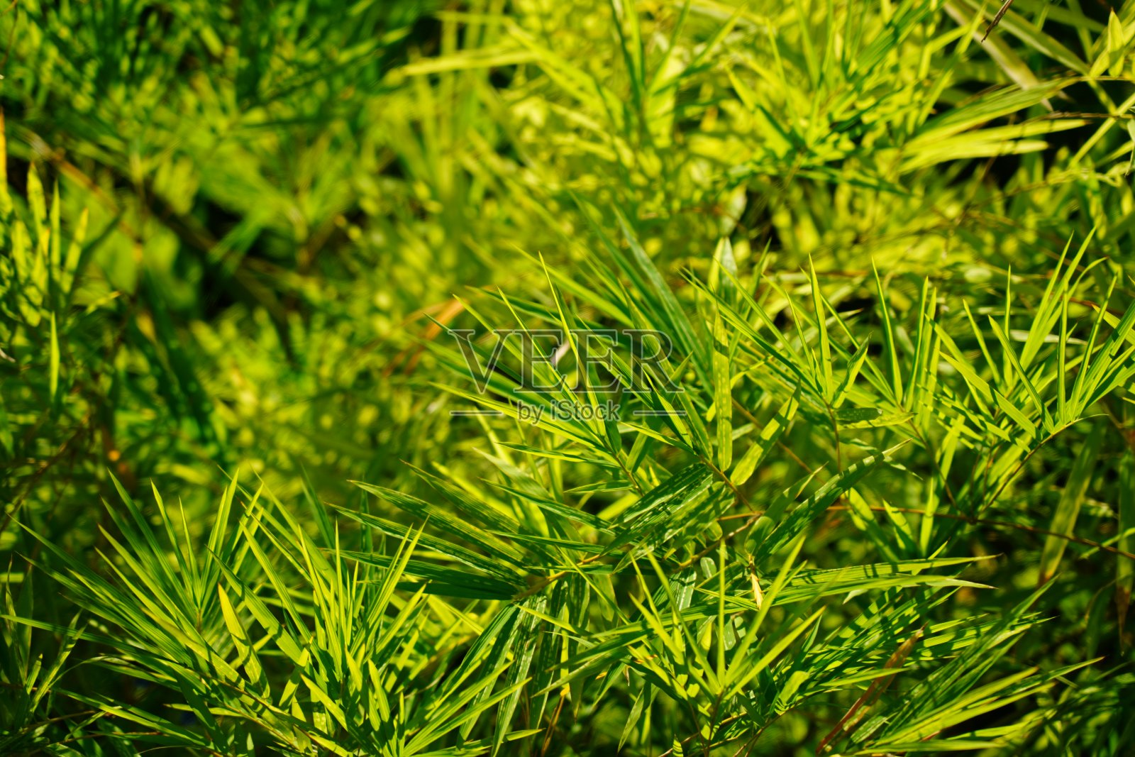 竹叶照片摄影图片