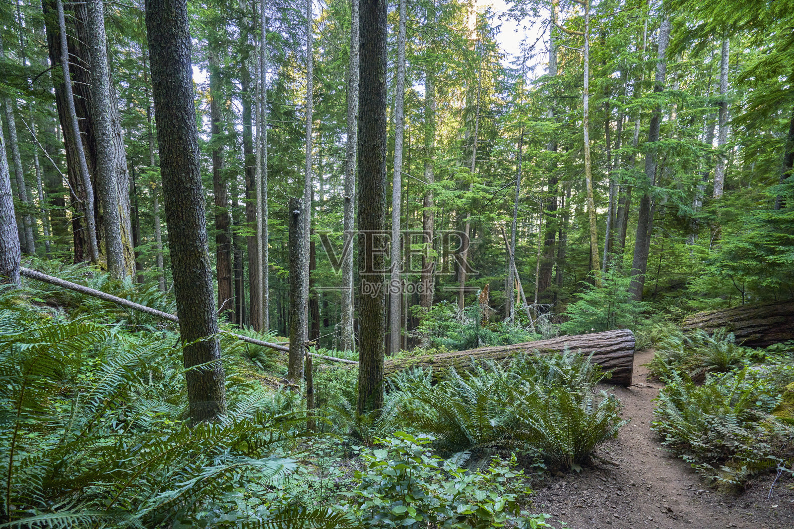 从美国华盛顿州西部美丽的奥林匹克国家公园的斯道姆金山上看到的景色。照片摄影图片
