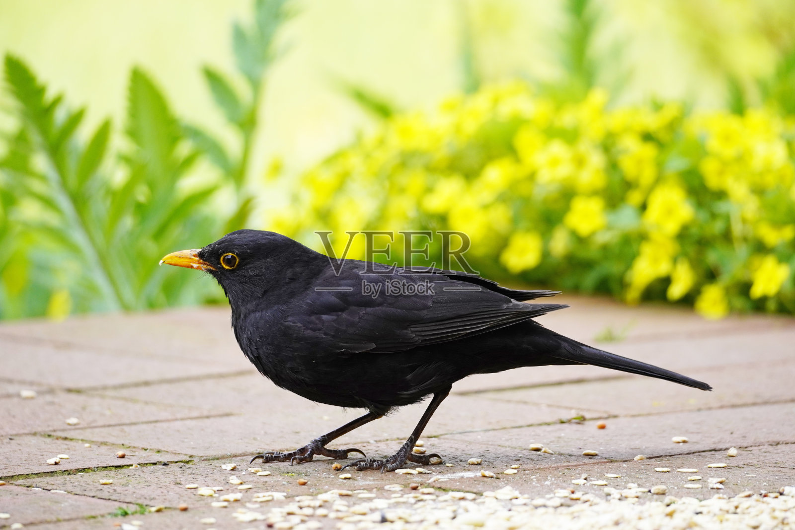 画眉在花园的阳台上特写。有黑色羽毛和橙色喙的鸟照片摄影图片