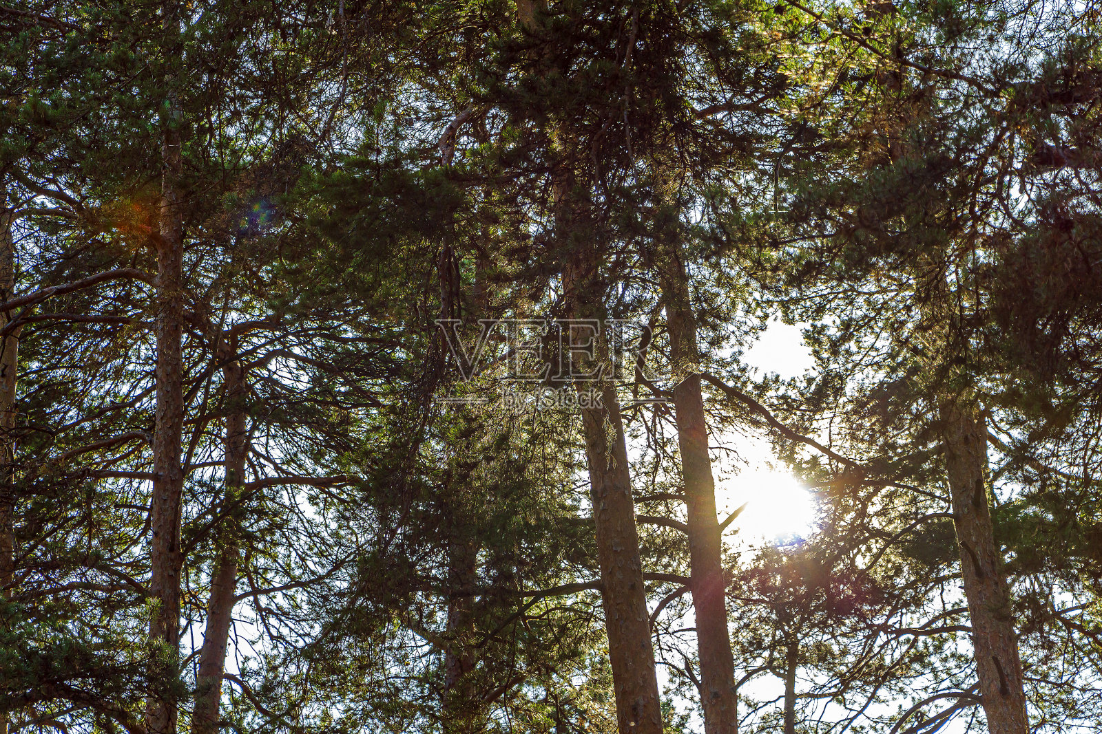 五颜六色的秋天景观背景与阳光穿过高大的松树的顶部。照片摄影图片