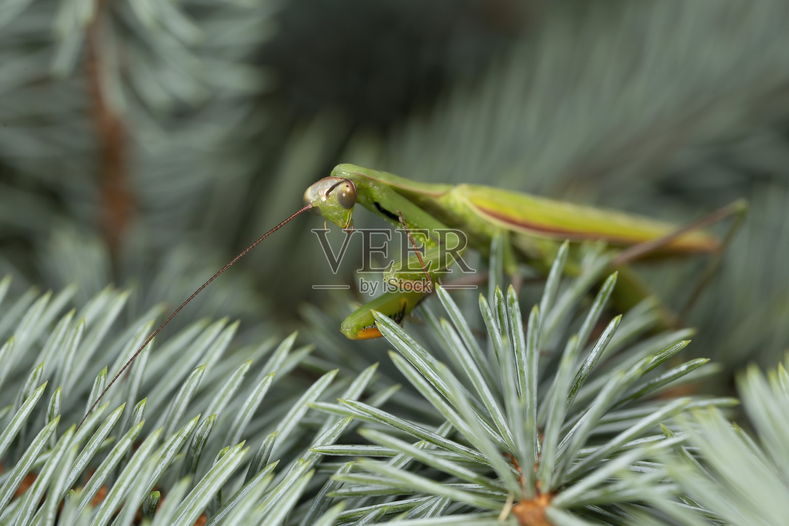 螳螂是可怕的捕食者。照片摄影图片