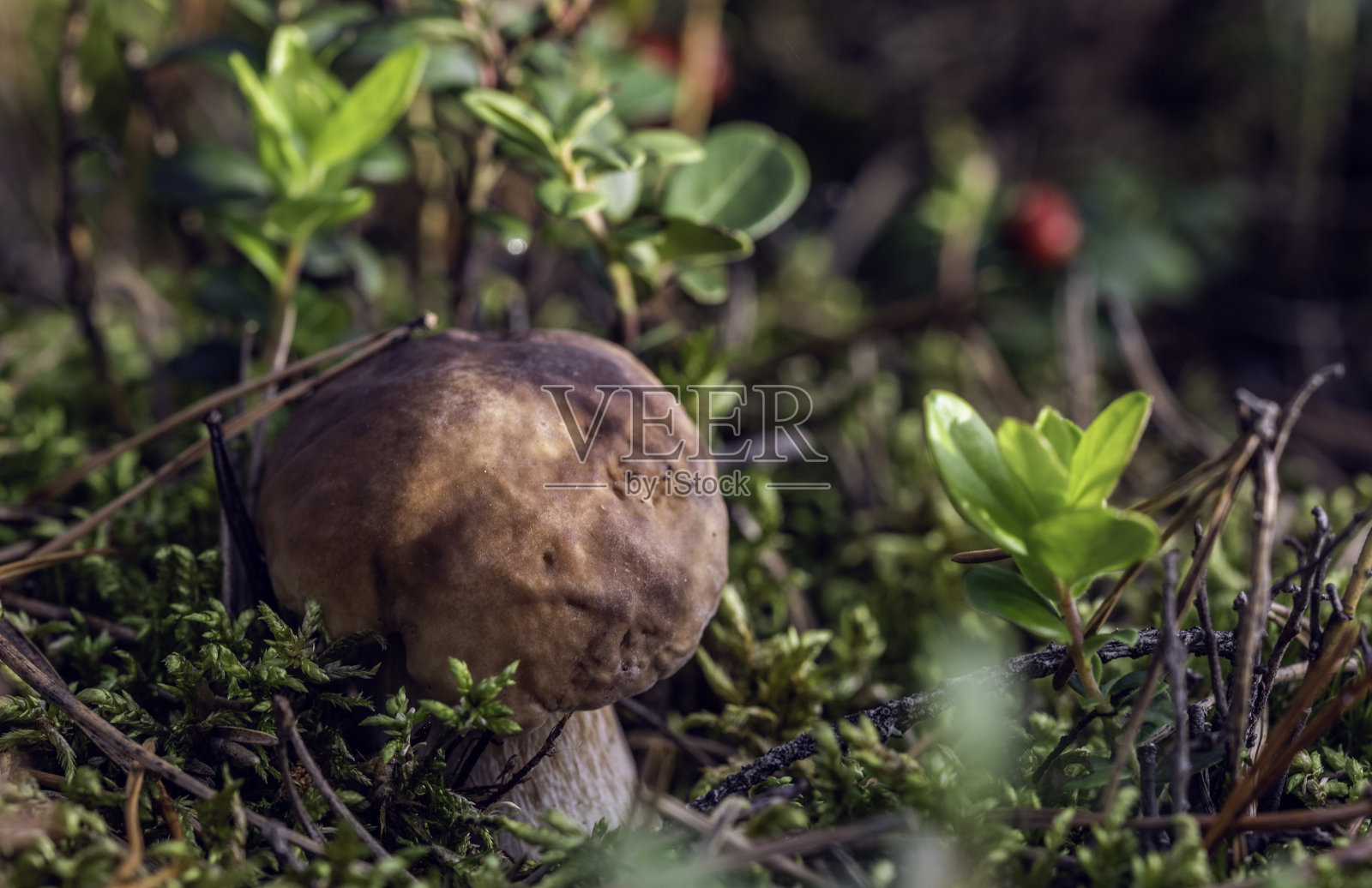 8月阳光明媚的一天，小牛肝菌(Boletus Edulis)藏在森林中的绿色苔藓、松针和越橘树丛中。照片摄影图片