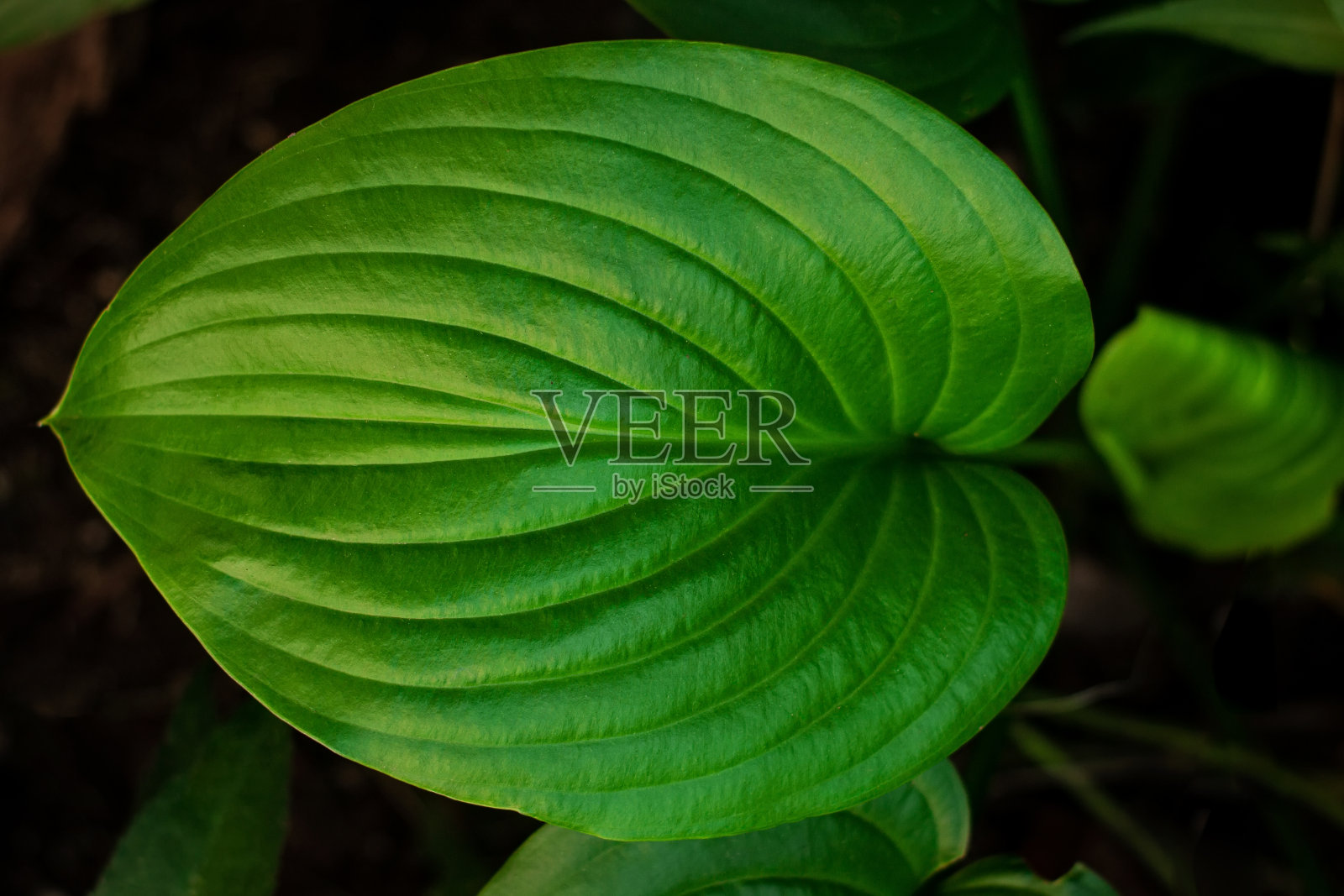 新鲜的充满活力的绿叶玉簪植物低调的俯视图。植物图案的绿色背景深色色调墙纸照片摄影图片