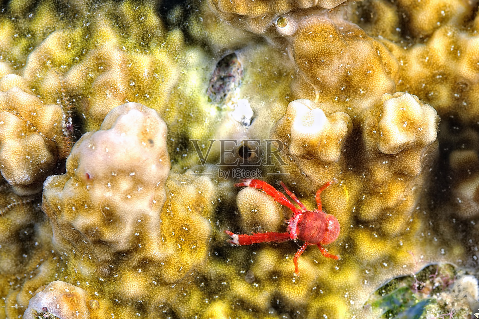 一幅美丽的龙虾蹲在珊瑚里的照片照片摄影图片
