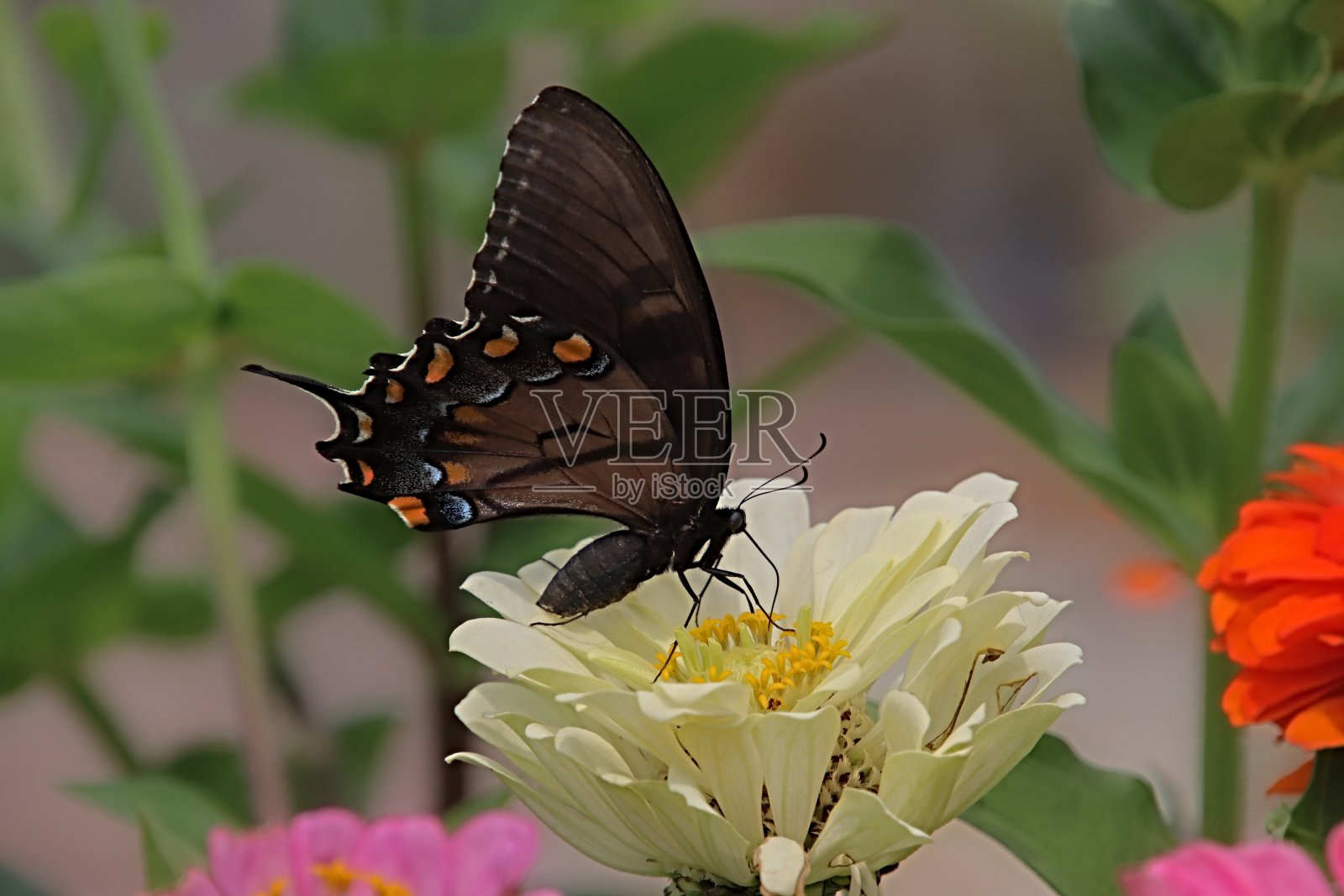 百日草上的黑燕尾草照片摄影图片