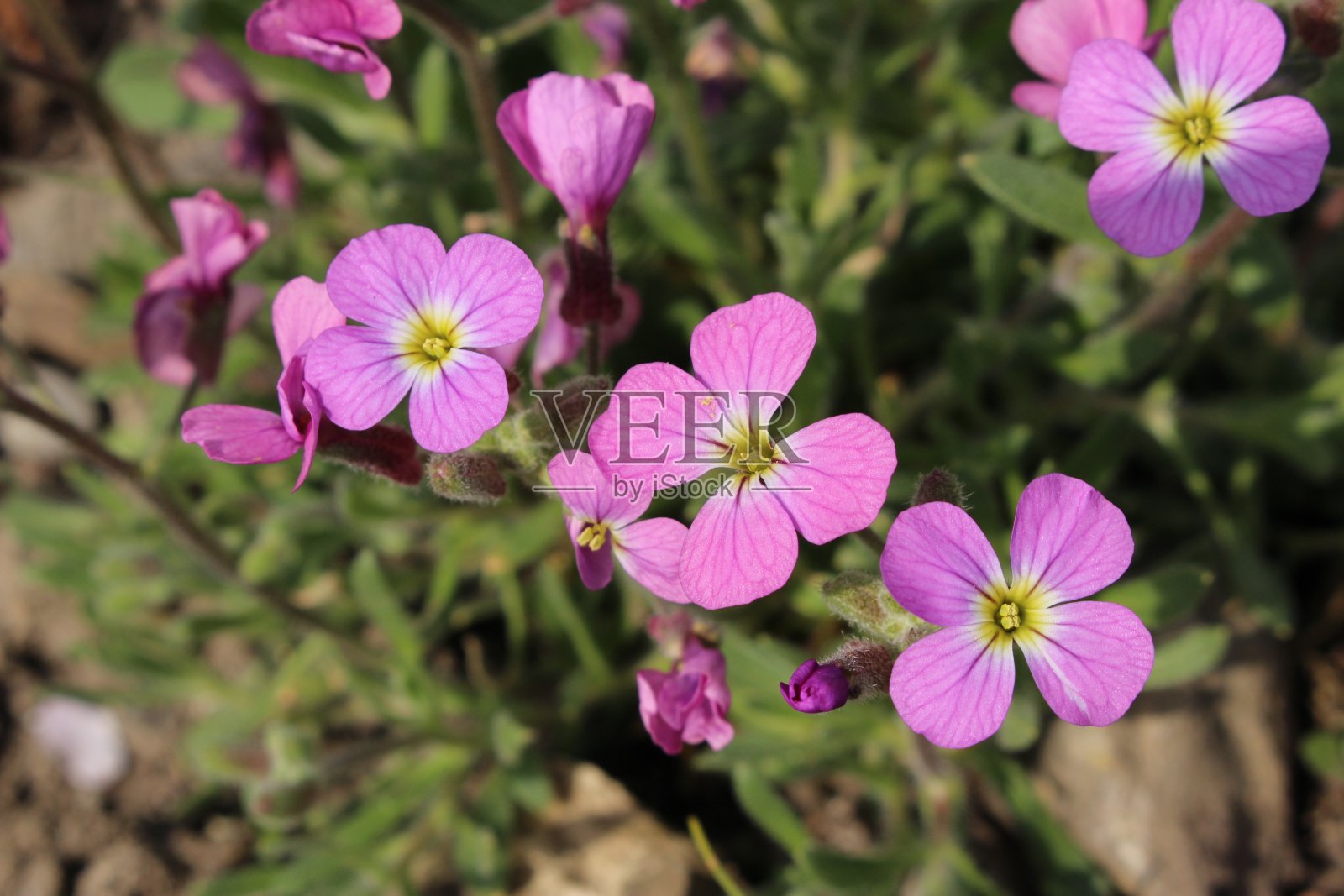 紫岩芥花- Aubrieta Pinardii照片摄影图片
