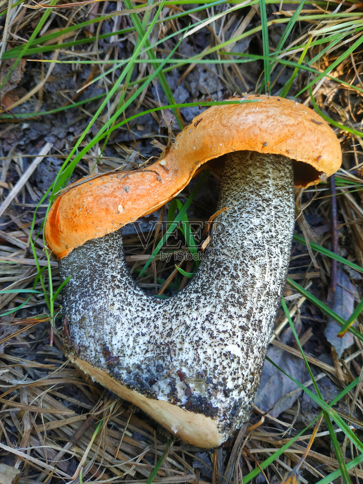 非常漂亮的牛肝菌蘑菇，有融合的蘑菇帽和融合的蘑菇腿。照片摄影图片