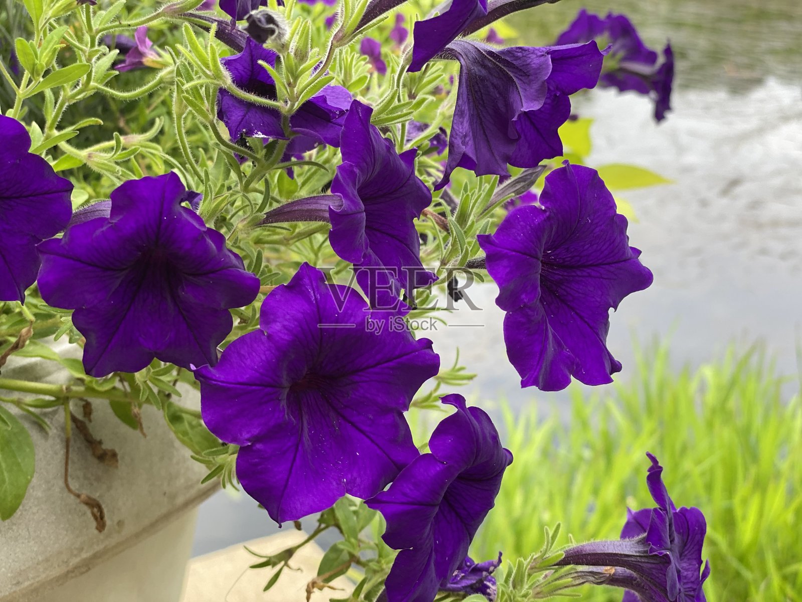 紫色的花照片摄影图片