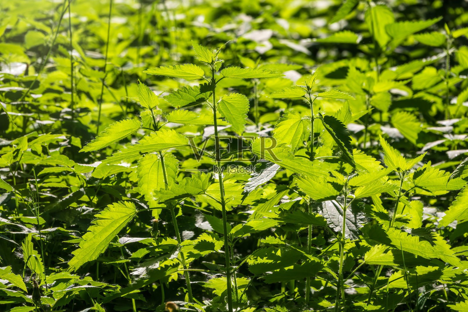 带有绿色叶子的荨麻生长在天然的灌木丛中。药用野生植物荨麻。长有蓬松绿叶的荨麻草。照片摄影图片