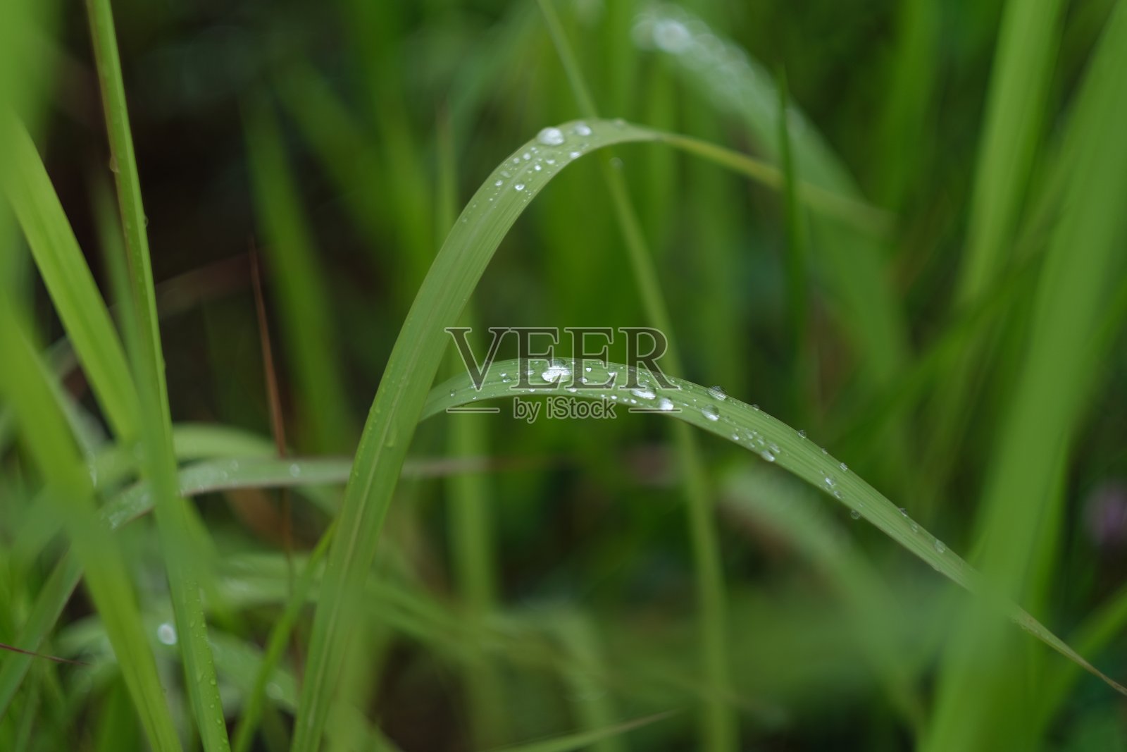 露珠覆盖着草叶照片摄影图片