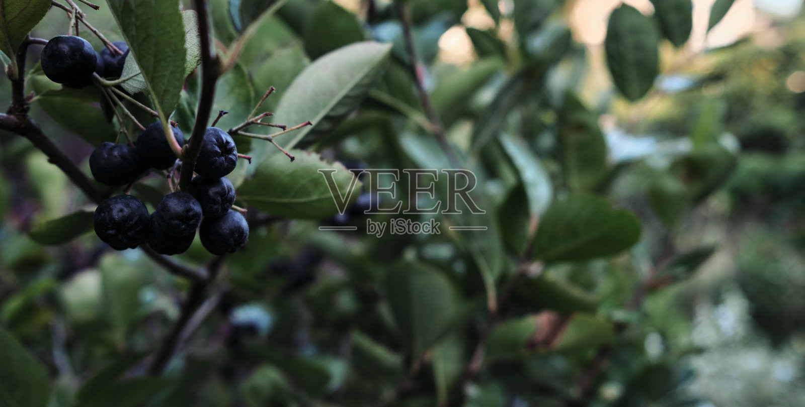 在秋天和夏末摘浆果。近景中，蓝莓生长在灌木丛中。可食用的成熟野生浆果和绿色简约模糊背景为您的字母或设计。照片摄影图片