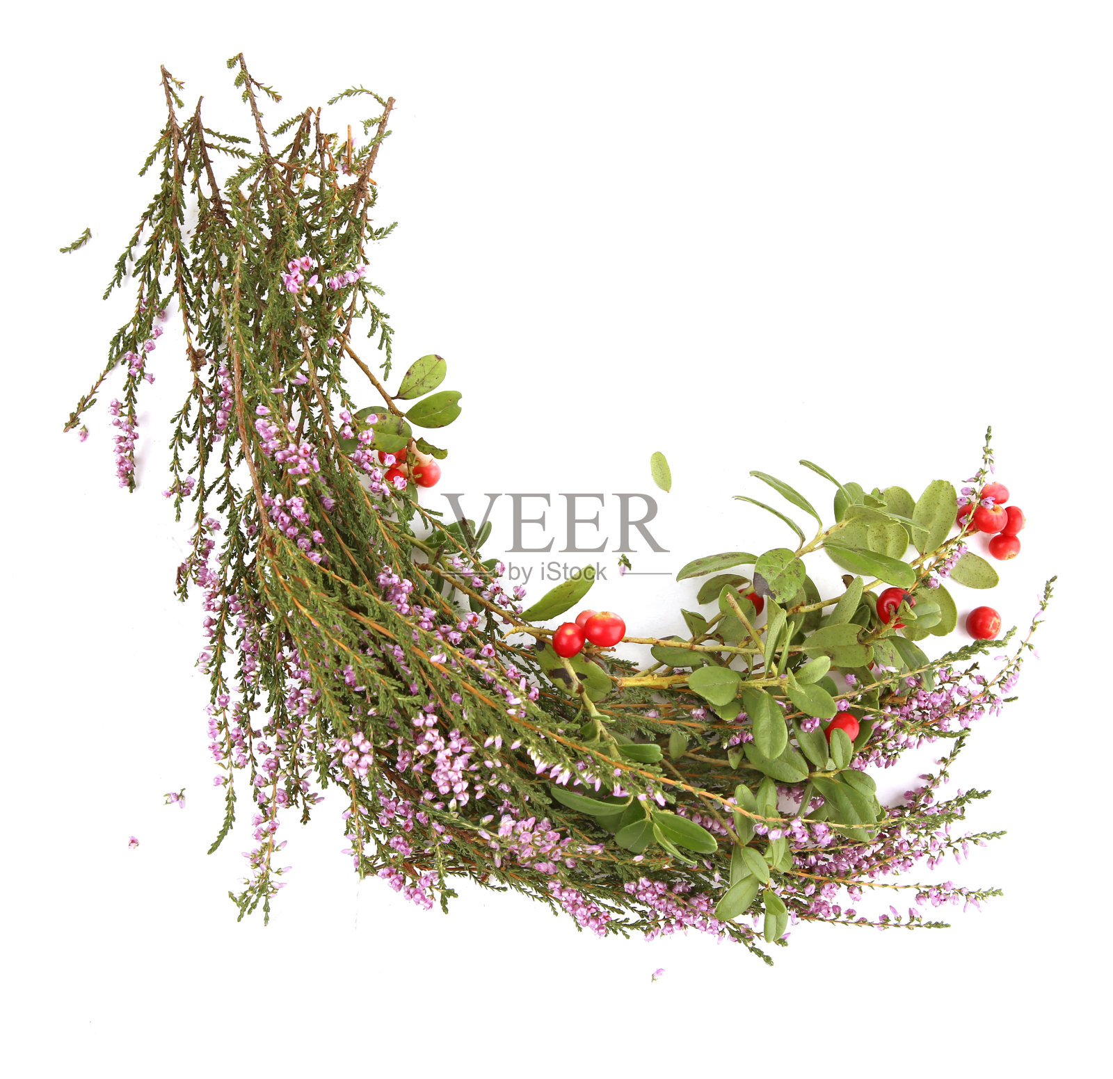 森林植物越橘和愈伤组织分离在白色背景。照片摄影图片