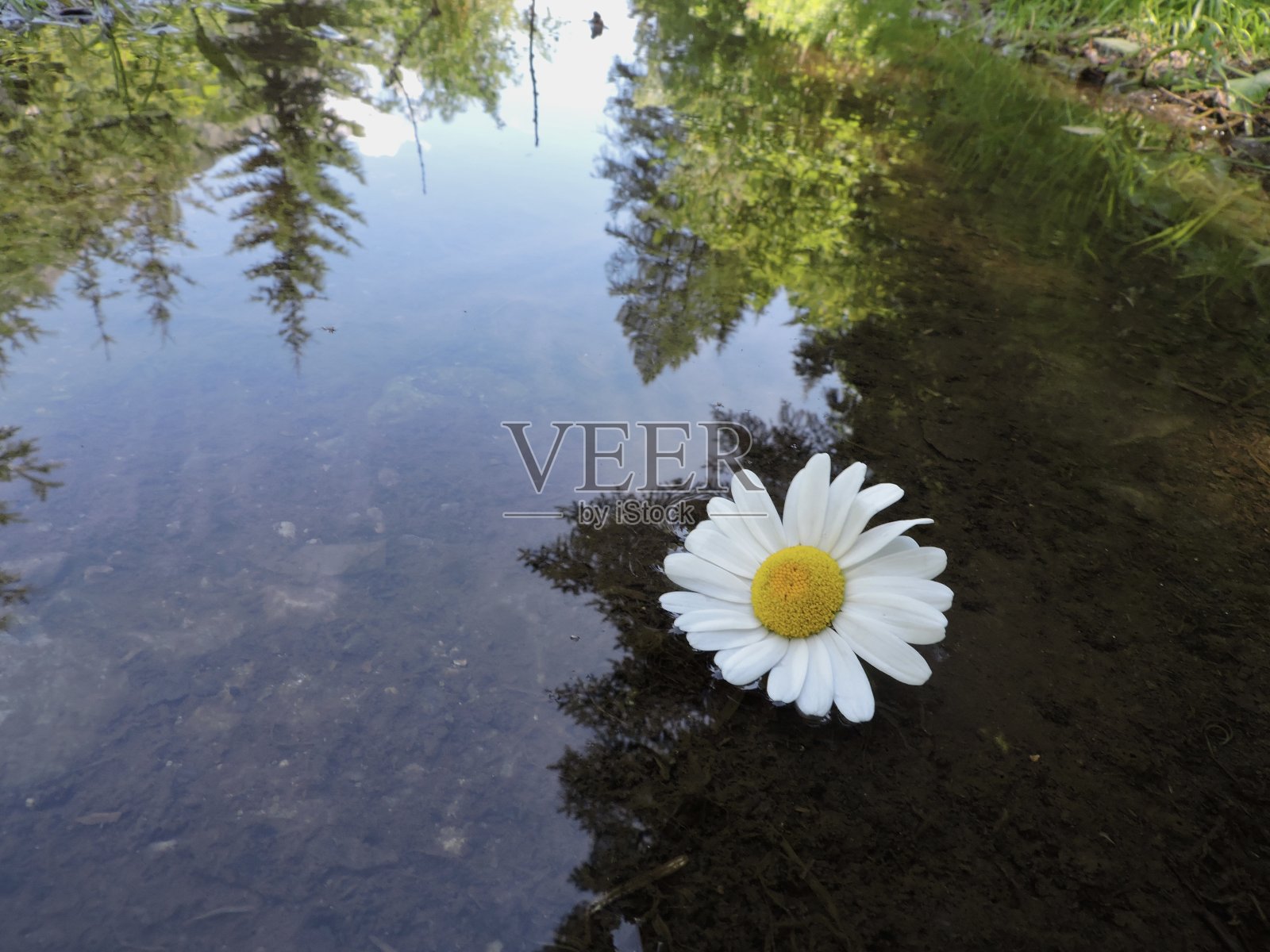 黛西浮动照片摄影图片
