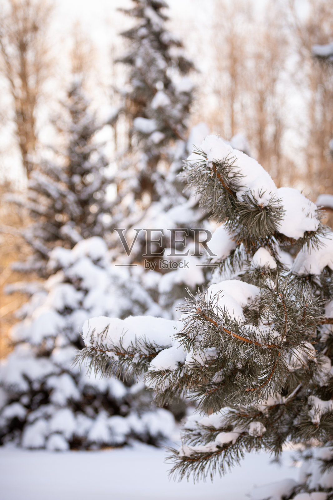 一棵洁白的常青树在户外。准备用圣诞装饰品装饰常青树。冬季、假期和圣诞节的概念。一个传统的节日。照片摄影图片