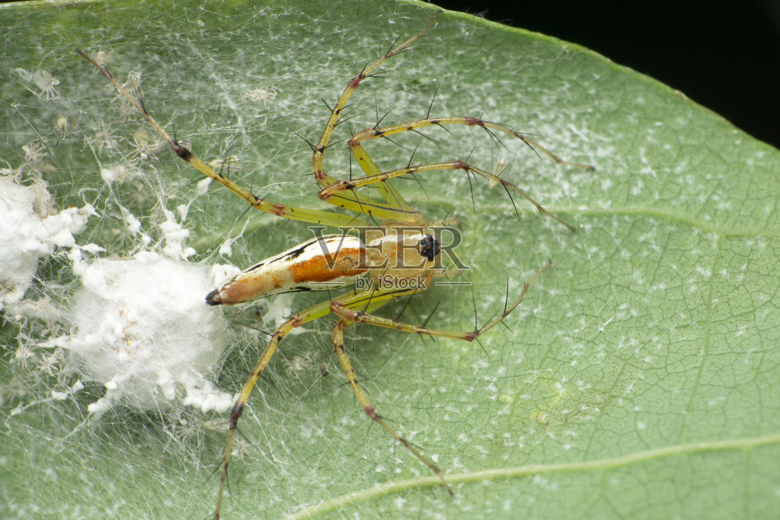 印度马哈拉施特拉邦萨塔拉的橘色山猫蜘蛛照片摄影图片
