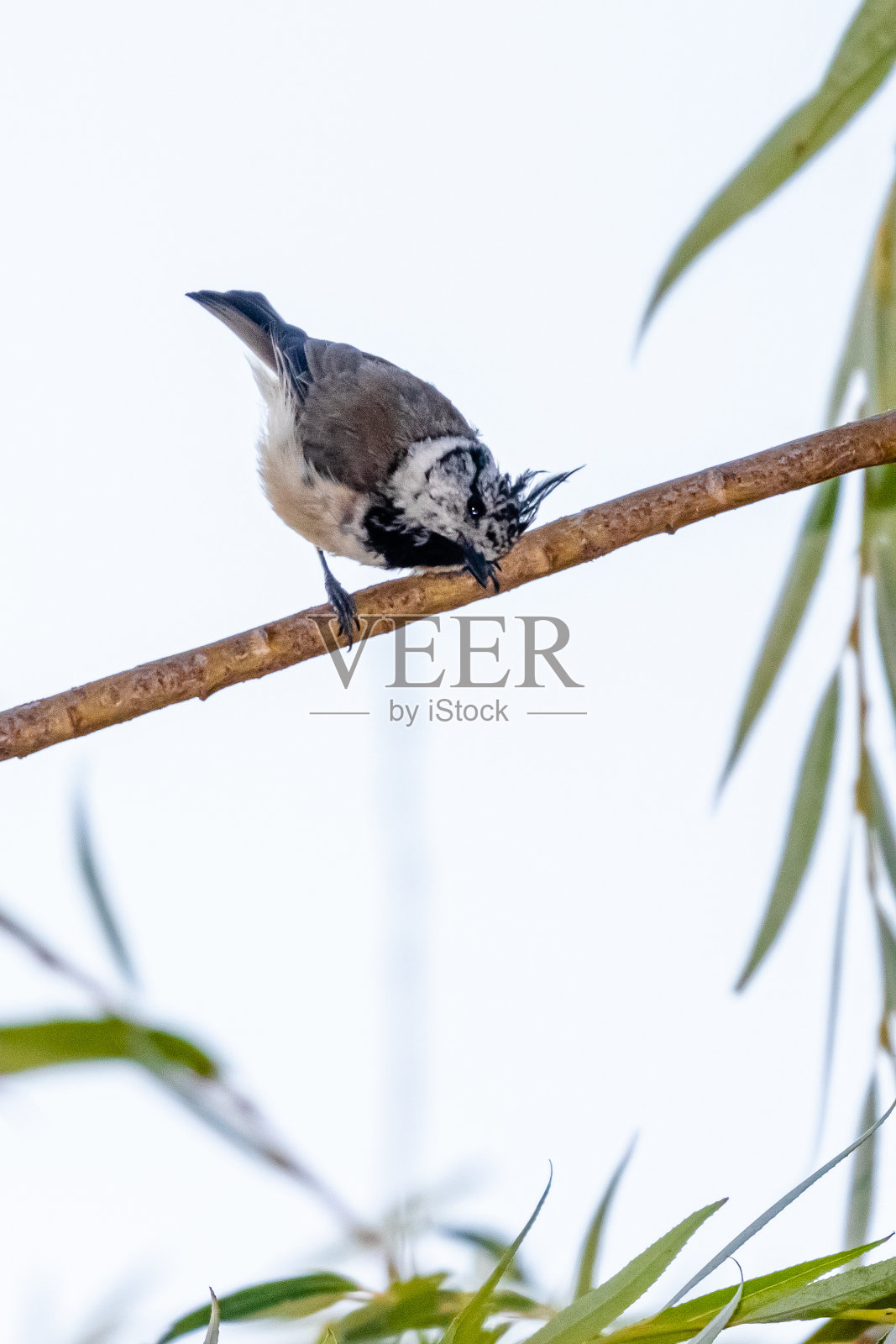 有冠山雀栖息在树枝上照片摄影图片