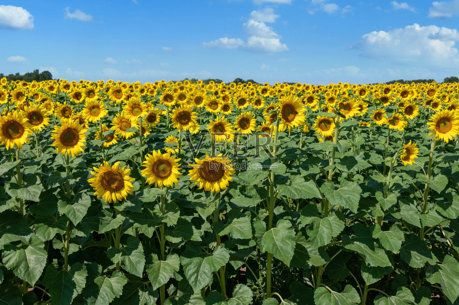 田野里的向日葵照片摄影图片