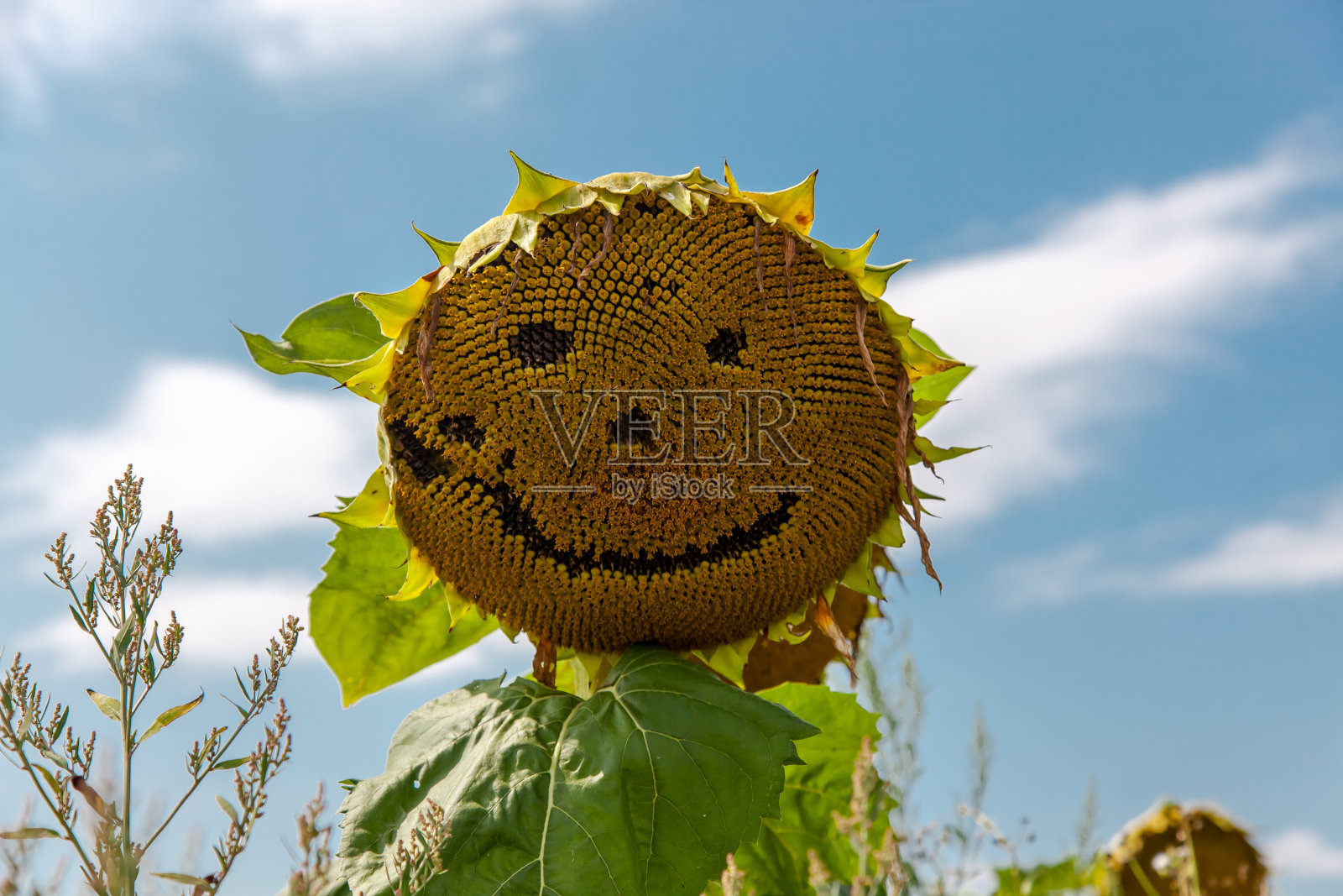 向日葵的脸。向日葵在蓝天的田野里。照片摄影图片