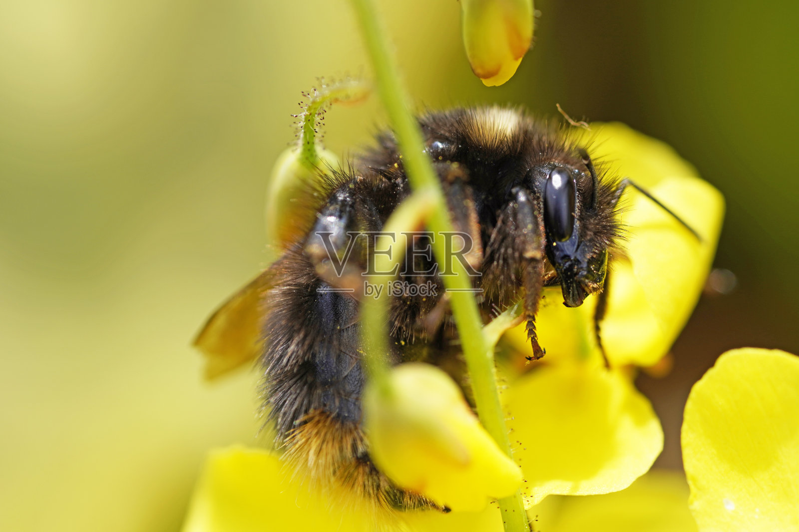 一只大黄蜂靠近一朵黄色的花。自然环境中的昆虫。照片摄影图片