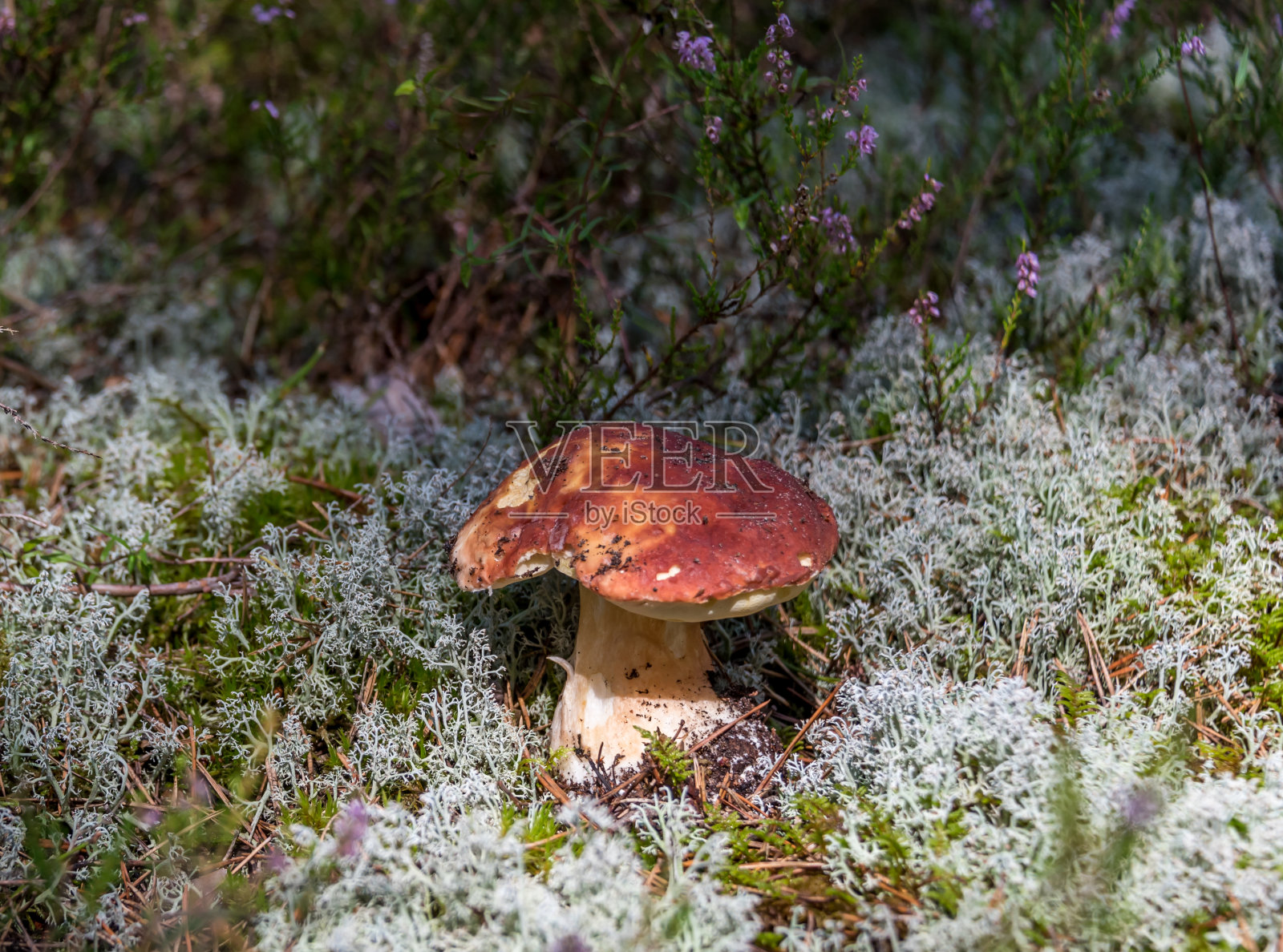 夏末郁郁葱葱的森林里生长的蘑菇照片摄影图片