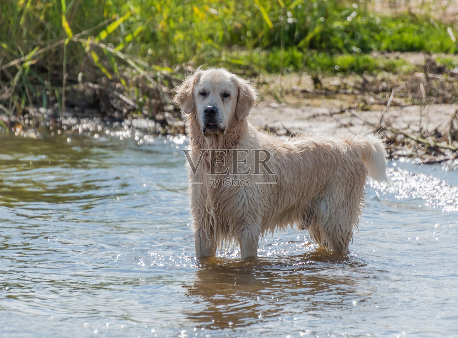 金毛寻回冠军在北欧的水中狩猎照片摄影图片