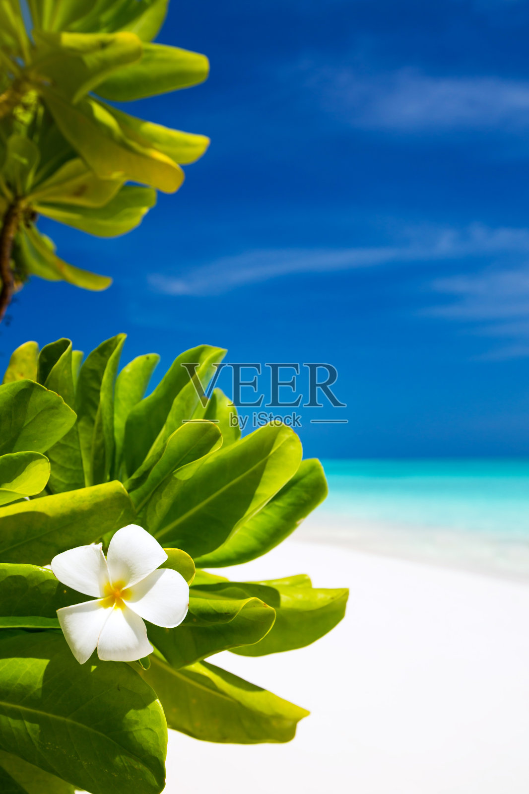 马尔代夫岛，完美的度假胜地照片摄影图片