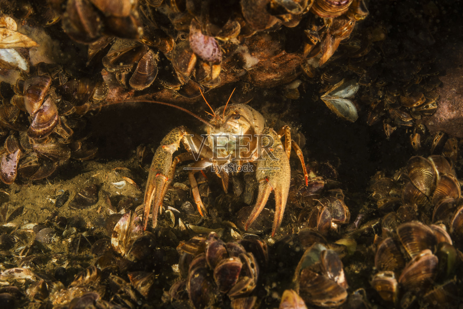 淡水甲壳动物照片摄影图片