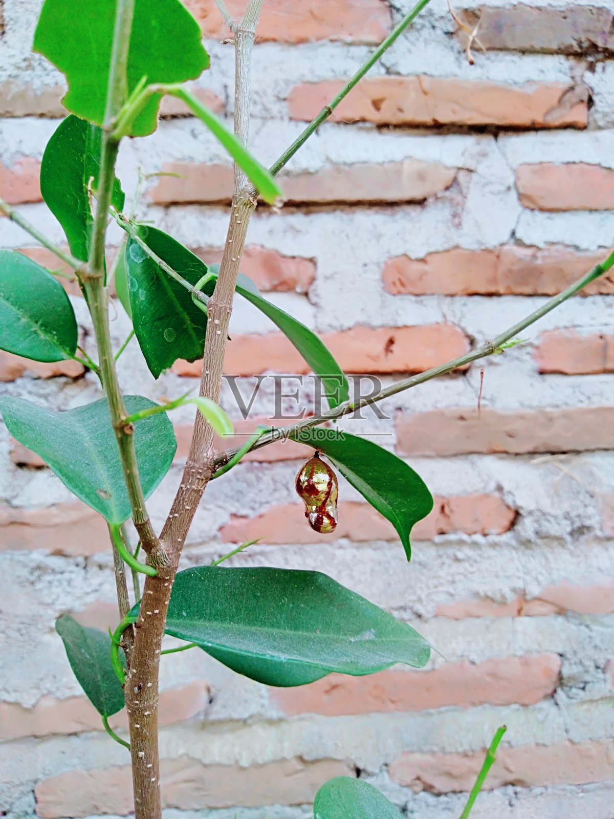 金黄色的茧，挂在榕树上。照片摄影图片