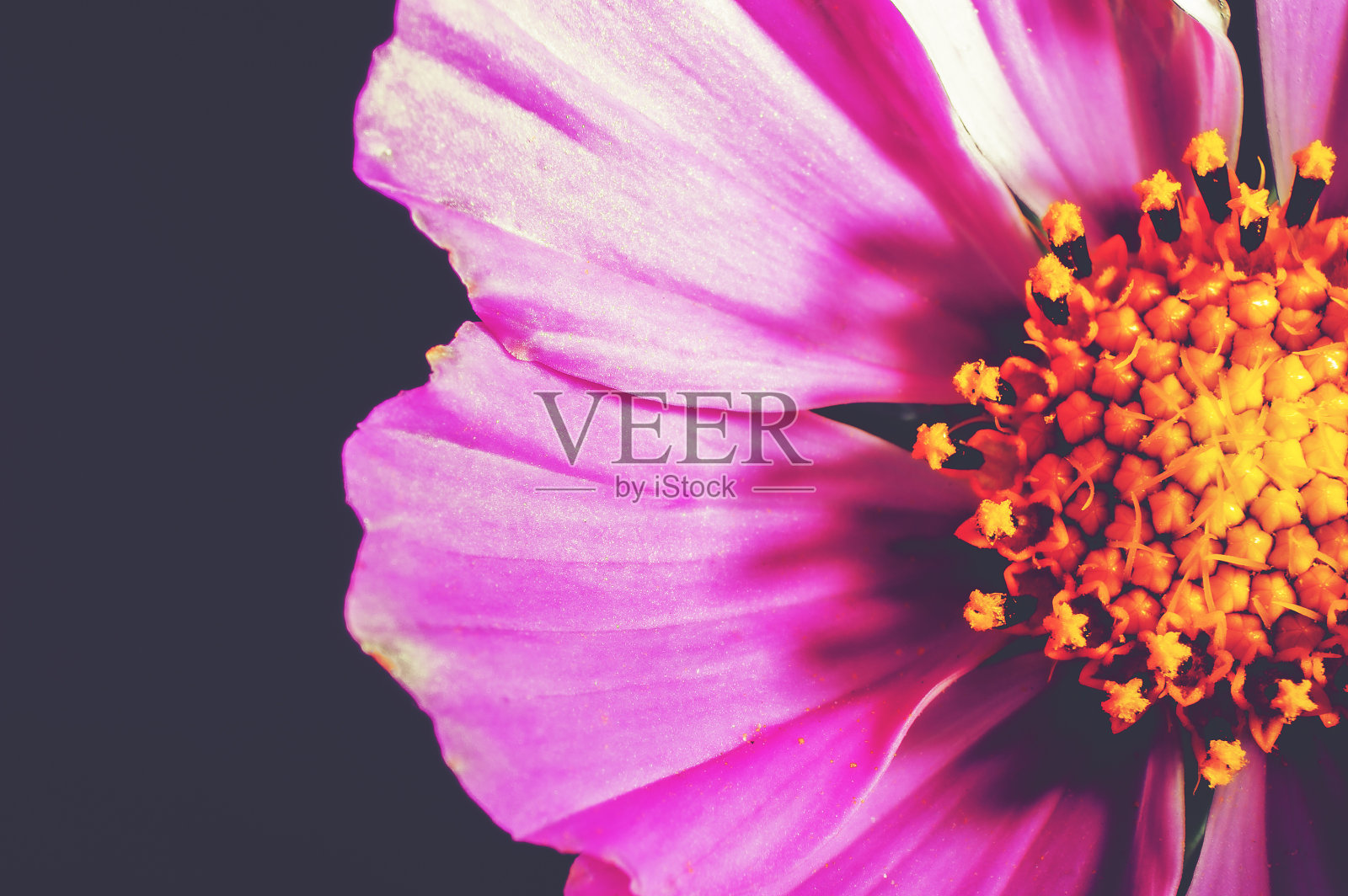 美丽的背景与花的微距镜头照片摄影图片