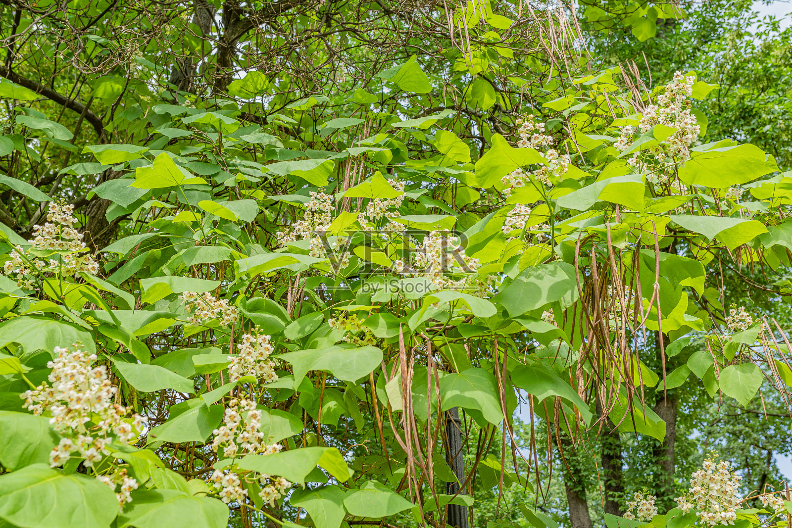 梓树照片摄影图片