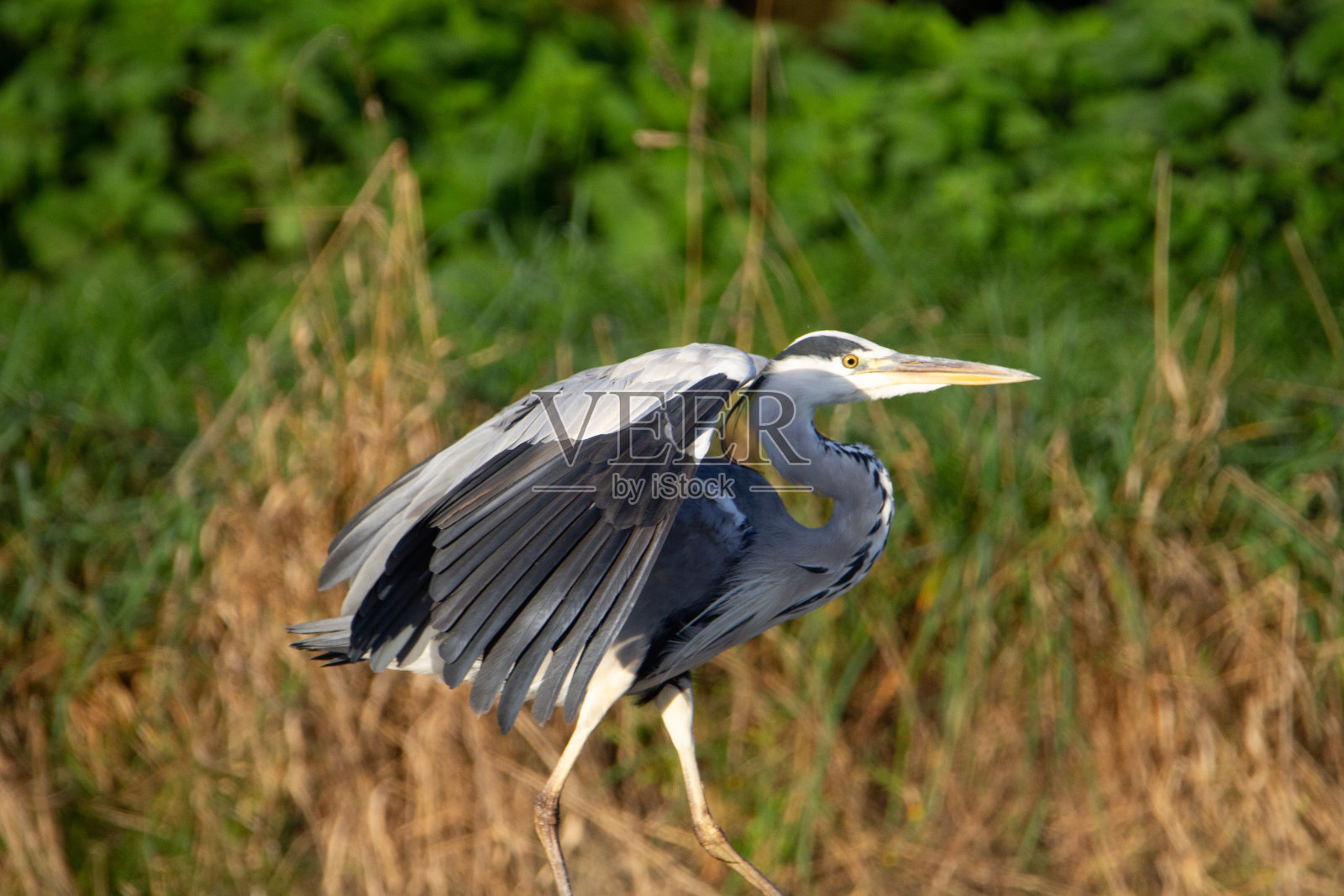 苍鹭拉伸照片摄影图片