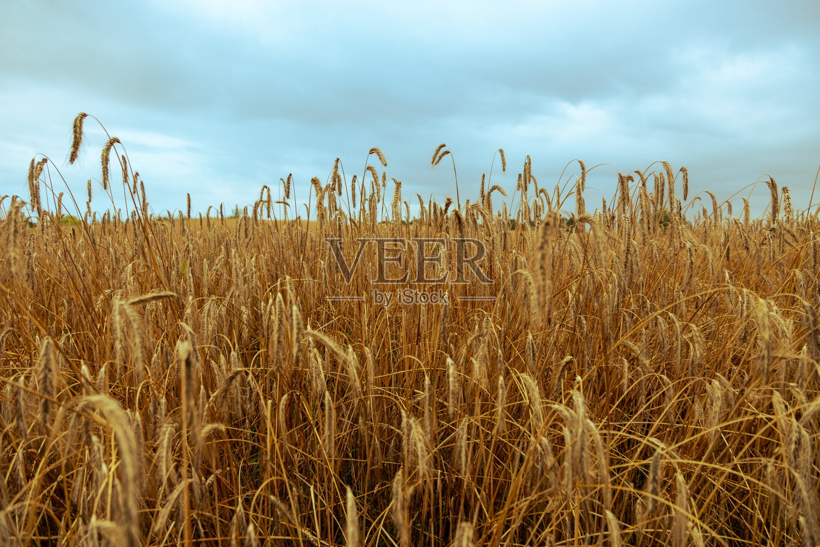 一片准备收割的麦地。在荷兰，在黑暗的天空下，田野里的庄稼在阳光的照耀下发出金色的光芒照片摄影图片