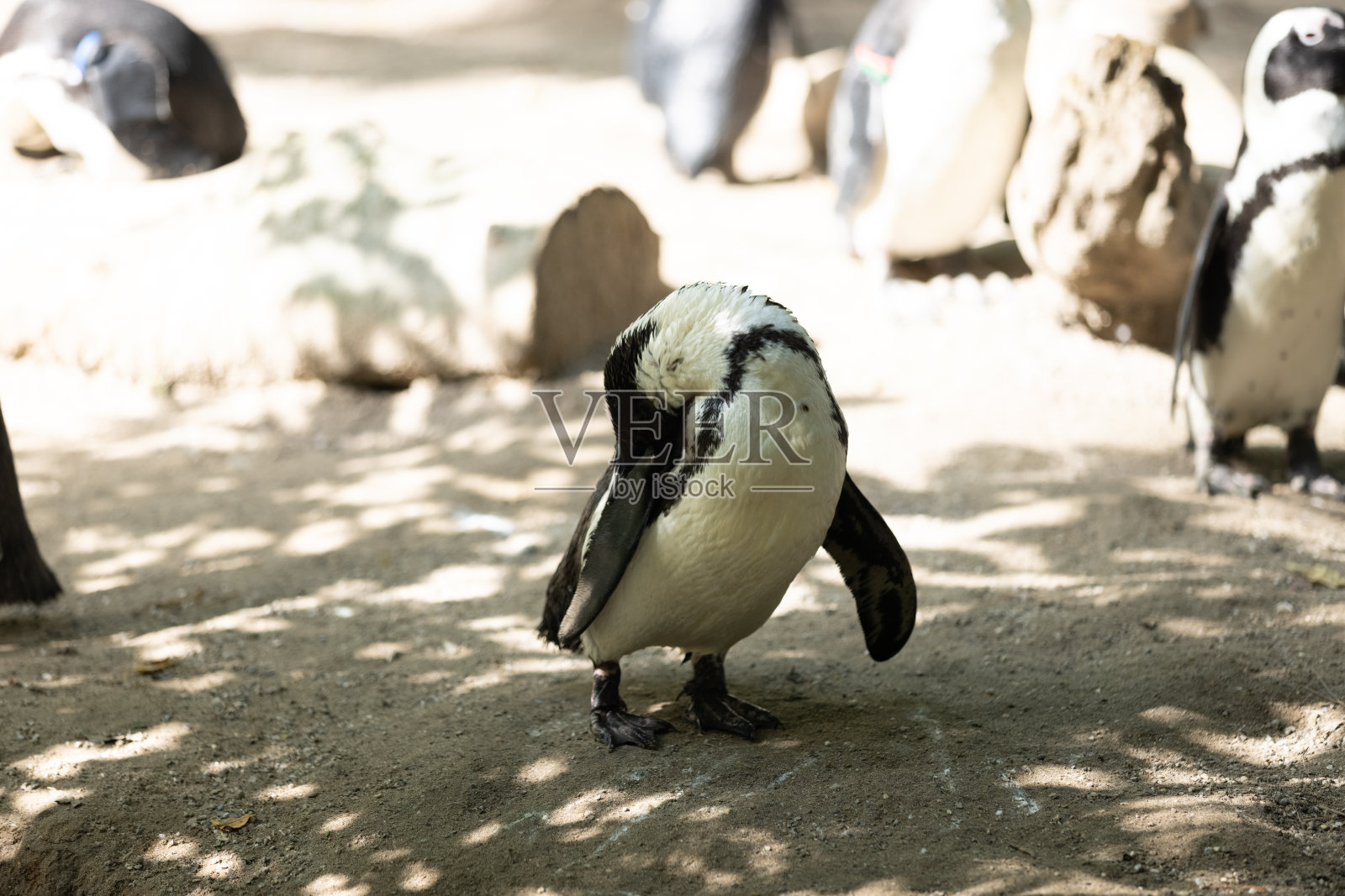 一些非常可爱的企鹅在一起玩耍，在公园里散步。这是一个很棒的企鹅家族，它们互相寻找食物。照片摄影图片