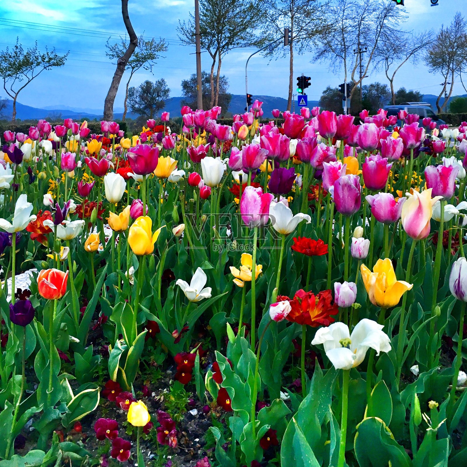郁金香花照片摄影图片
