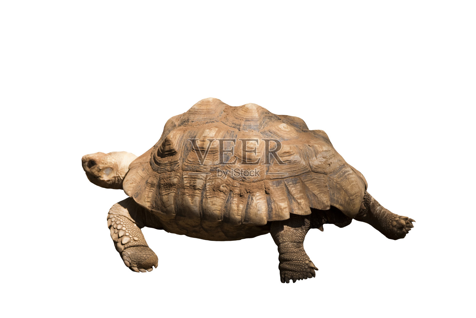 非洲陆龟的一种，被隔离在白色背景上的龟。照片摄影图片