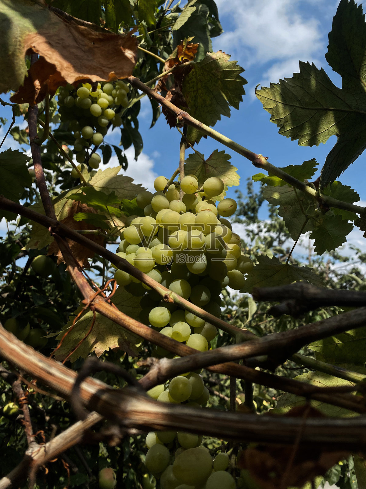 自然照片摄影图片