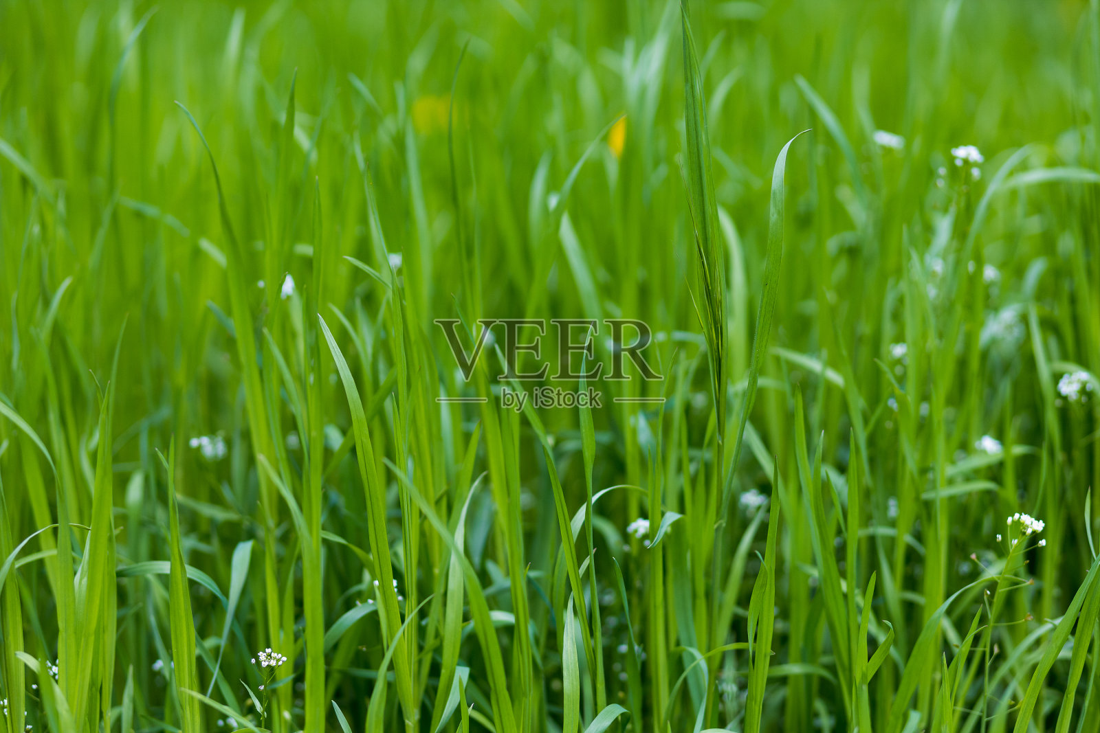 草坪上未修剪的高草。选择聚焦背景照片摄影图片