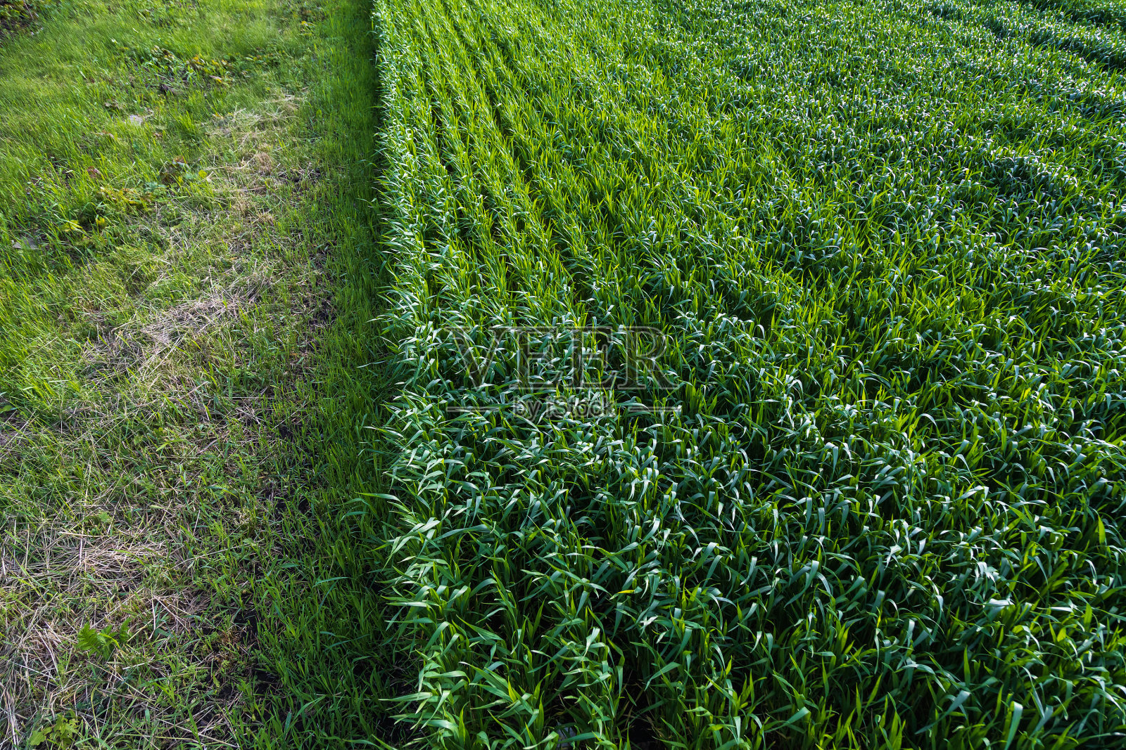 草坪上未修剪的高草。选择聚焦背景照片摄影图片