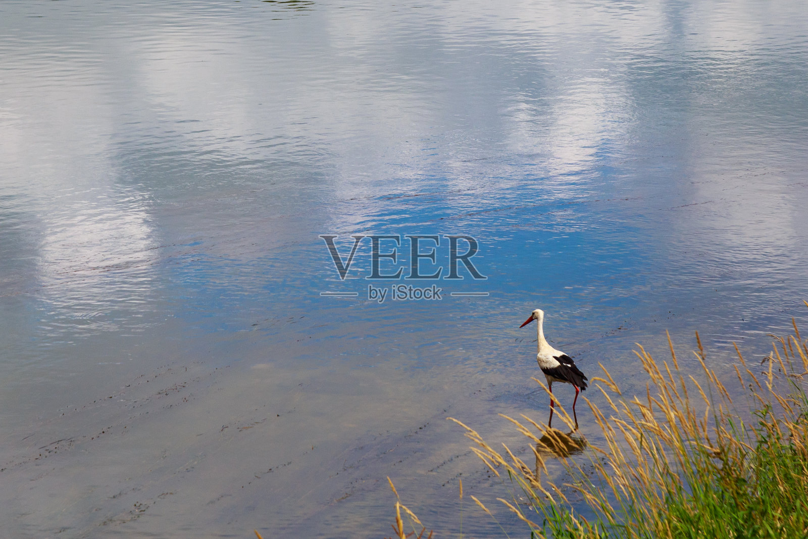 鹳正在河上打猎。带有复制空间的背景照片摄影图片